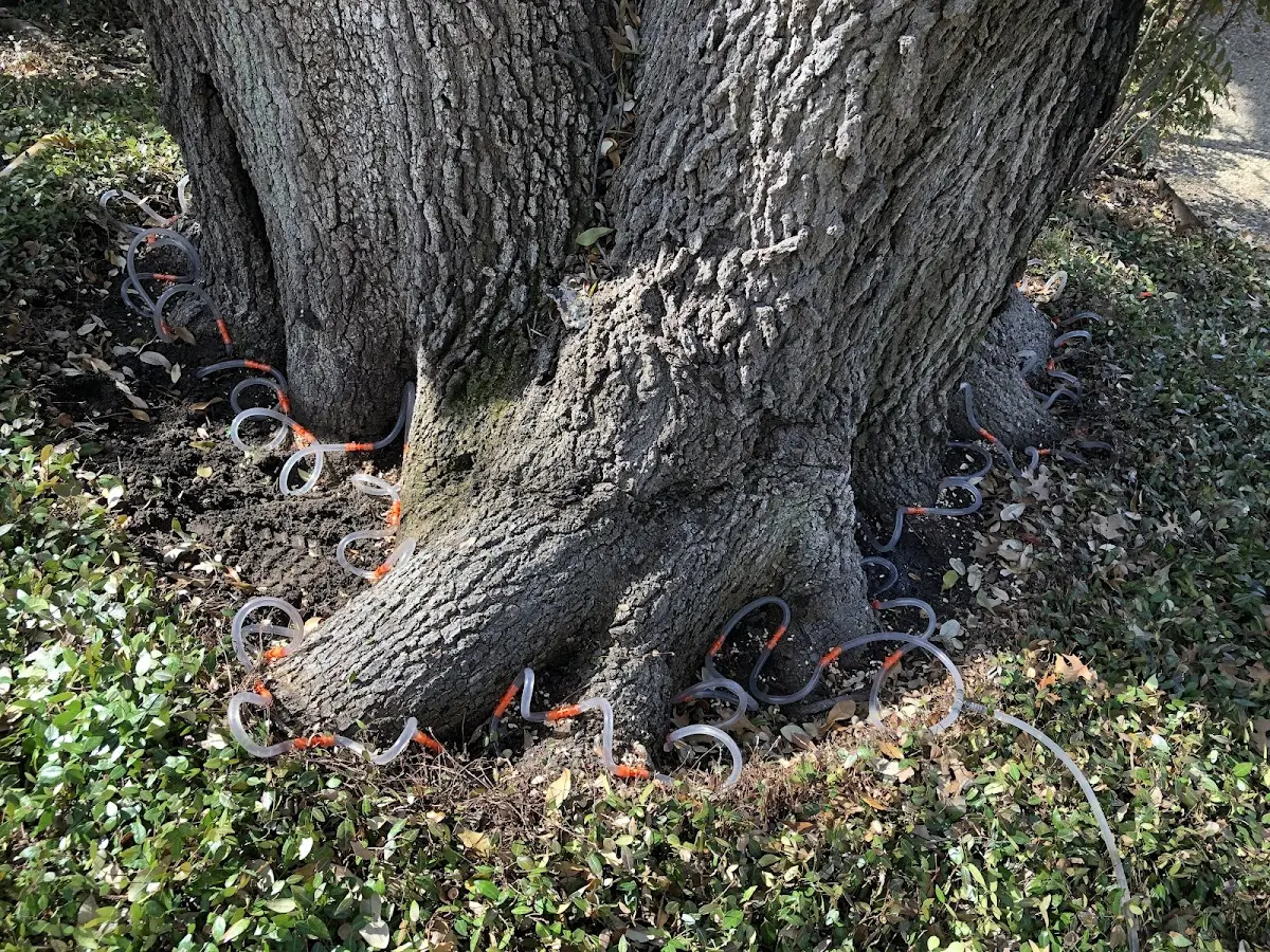Detailed Tree Cabling and Bracing job site in Mylo