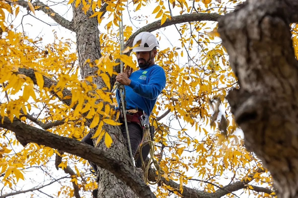 Skilled Tree Transplanting crew working in Mylo