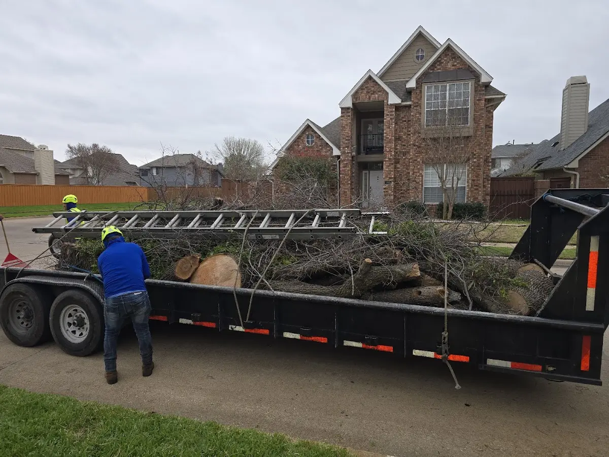 Expert Tree Removal with proper safety equipment in Mylo